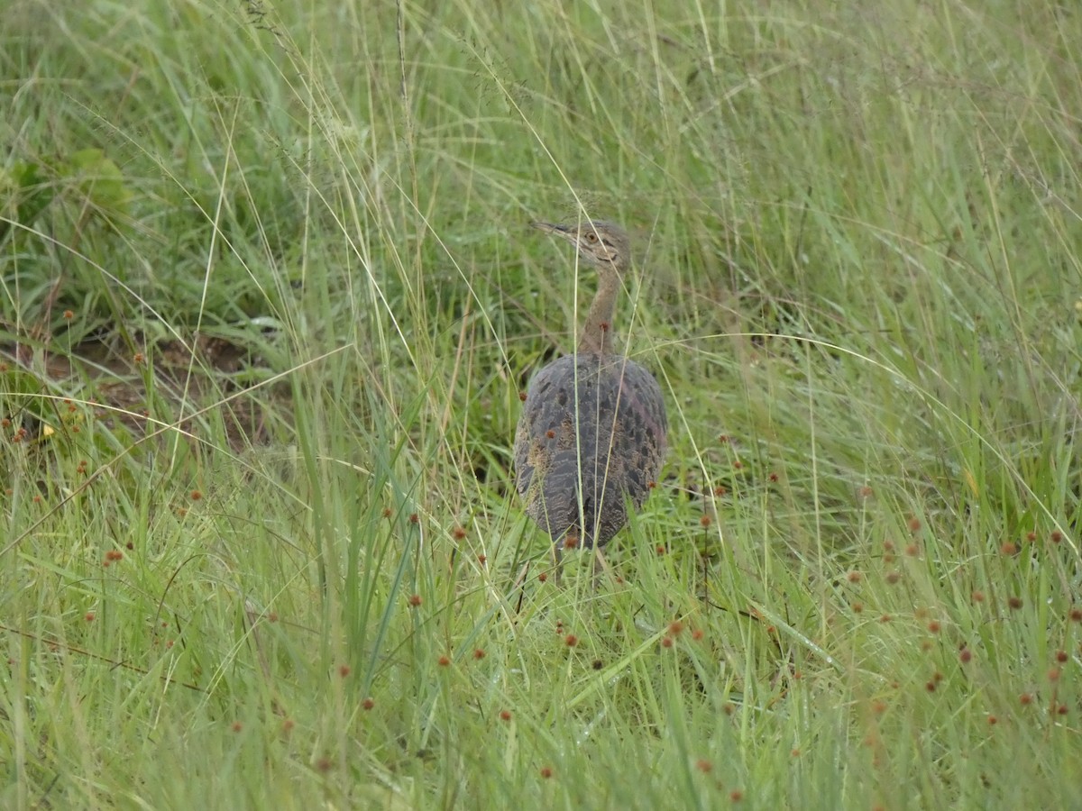 Black-bellied Bustard - ML610105000