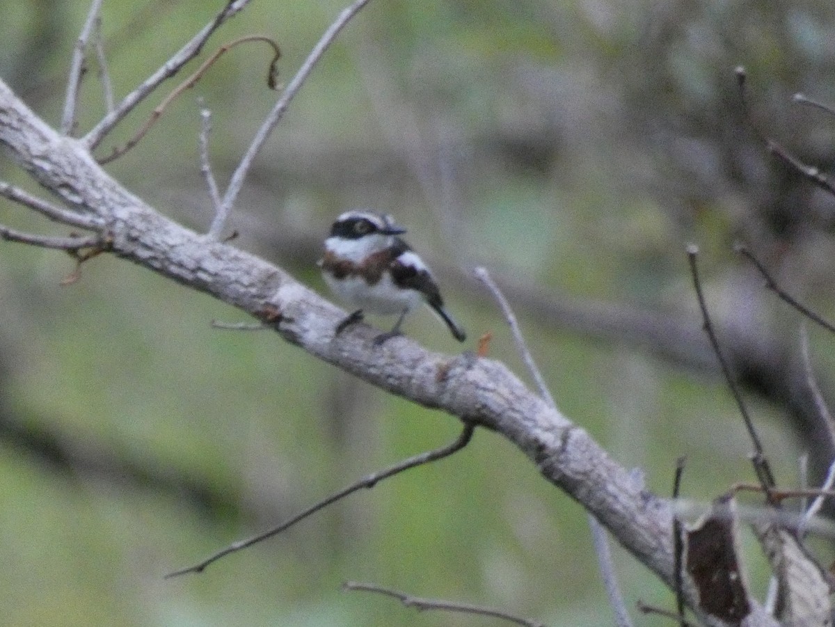 Western Black-headed Batis - ML610105081