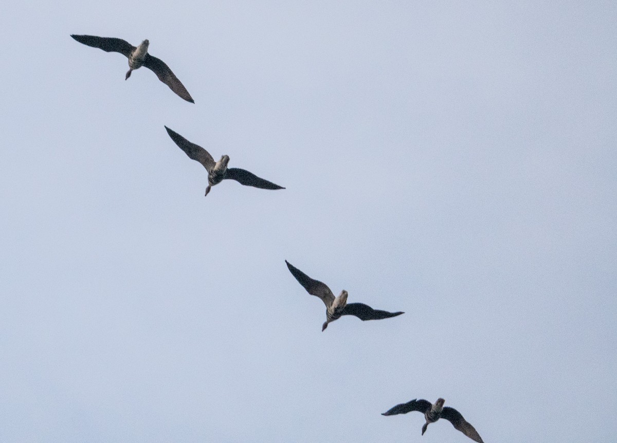 Greater White-fronted Goose - ML610105150