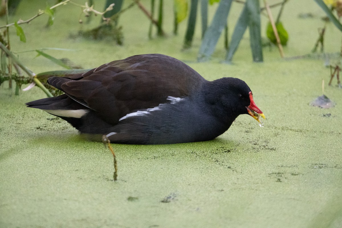 Eurasian Moorhen - ML610105232