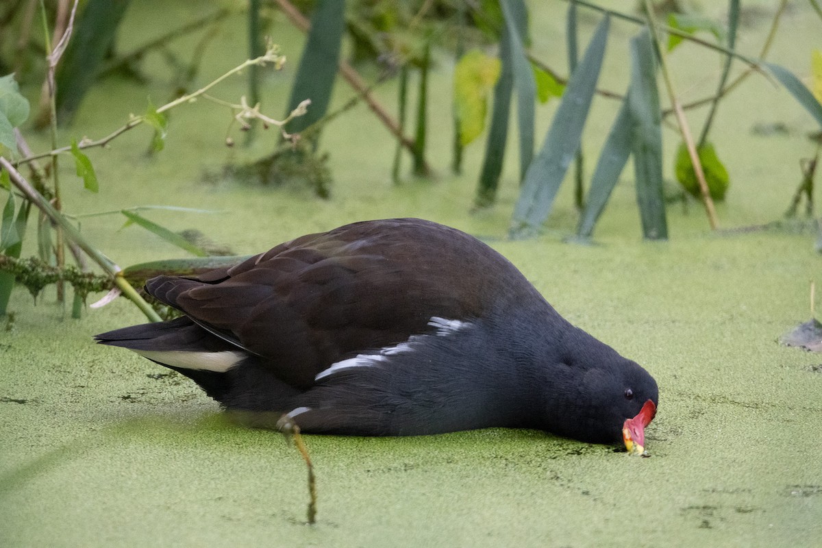 Eurasian Moorhen - ML610105233
