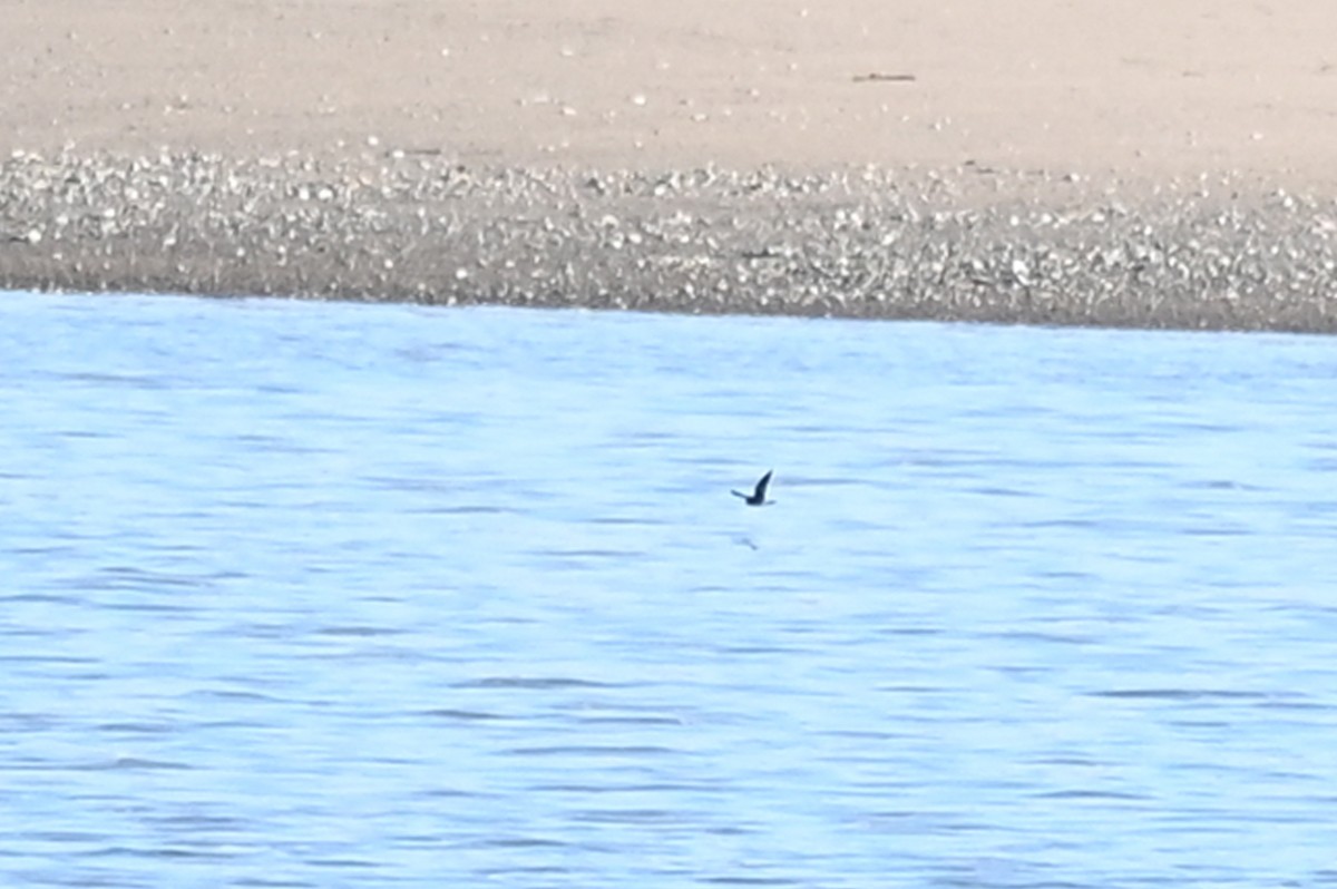 Leach's Storm-Petrel - ML610105272