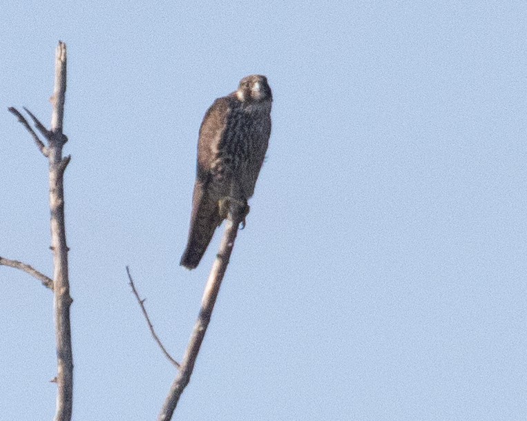 Peregrine Falcon - Dixie Sommers