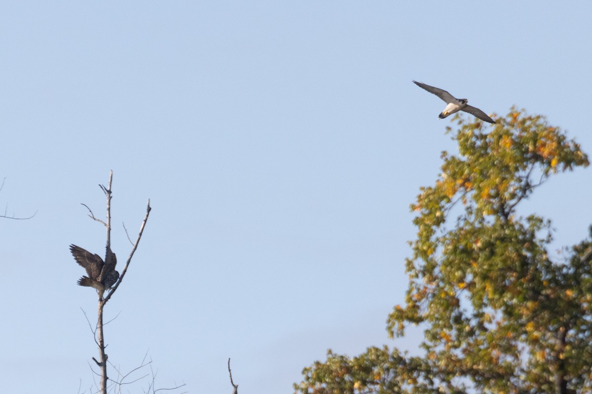 Peregrine Falcon - Dixie Sommers