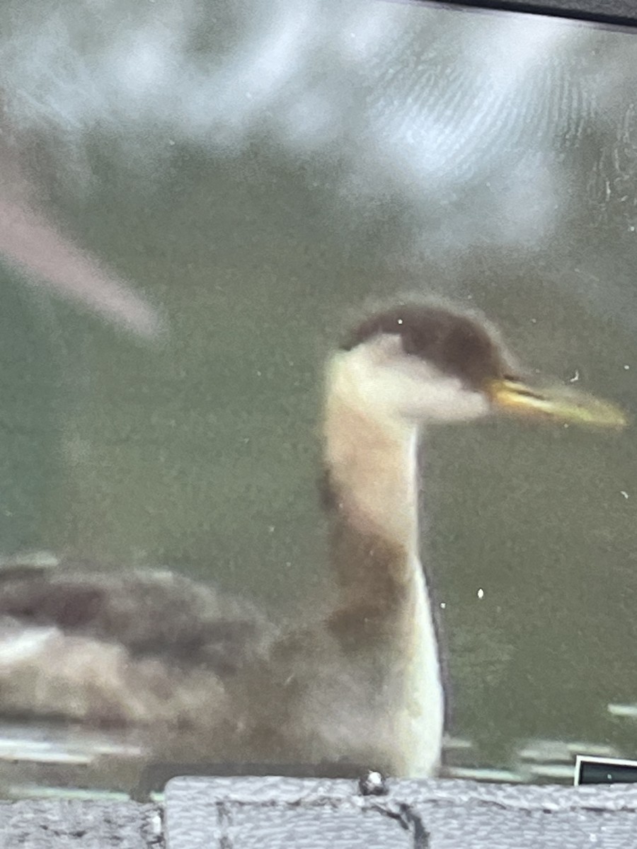 Red-necked Grebe - ML610105302