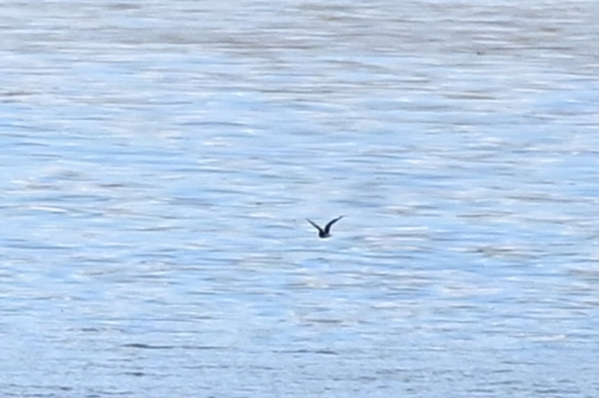 Leach's Storm-Petrel - ML610105308