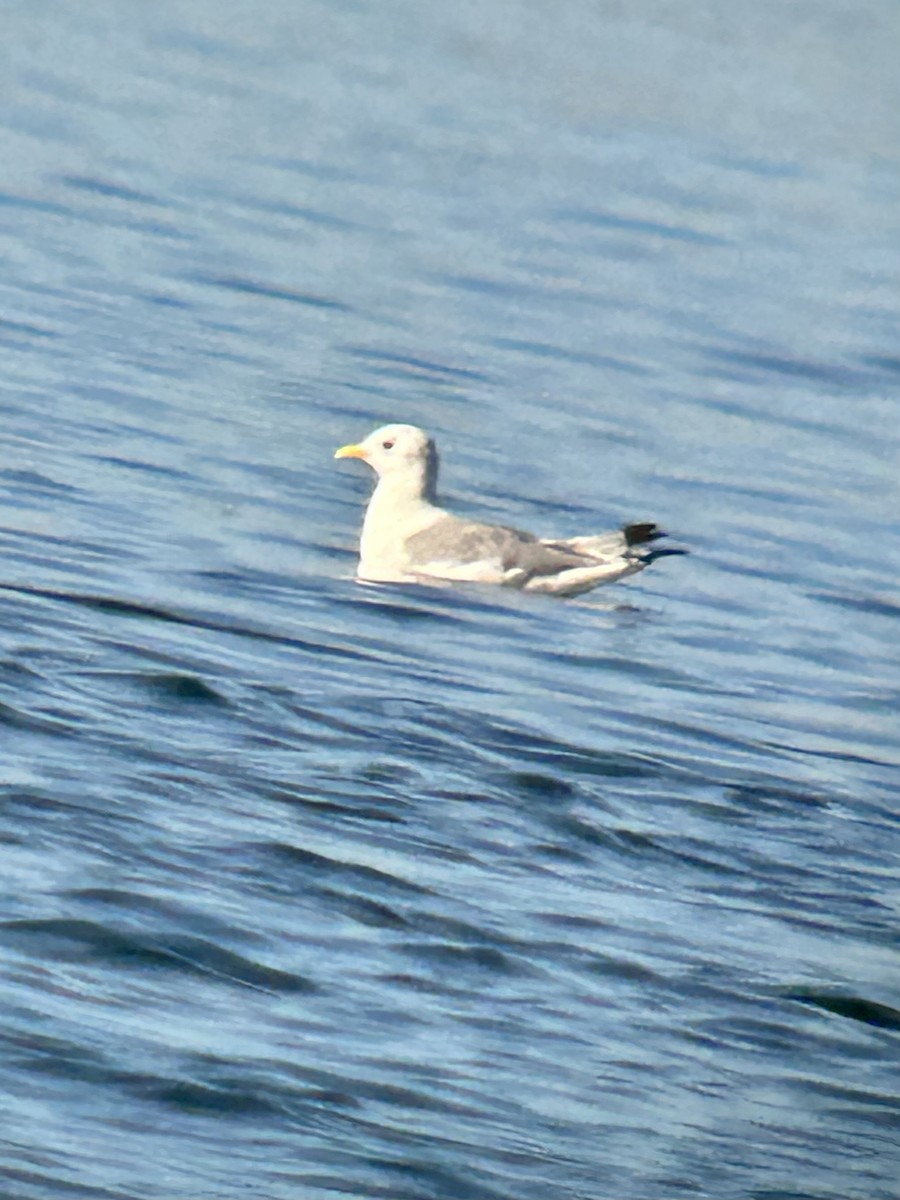 Mouette tridactyle - ML610105428