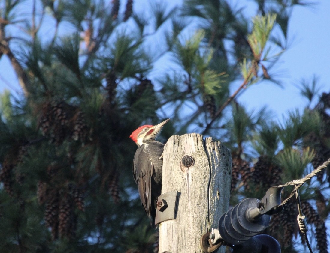 Pileated Woodpecker - ML610105555