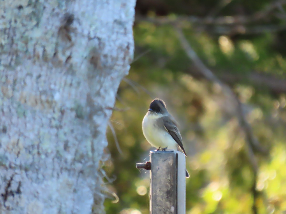 Eastern Phoebe - ML610105562