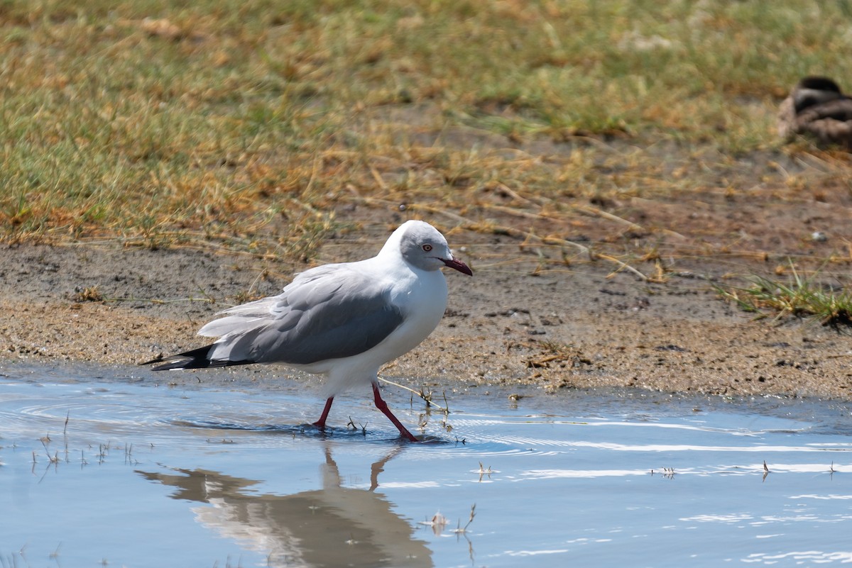 Gray-hooded Gull - ML610105604