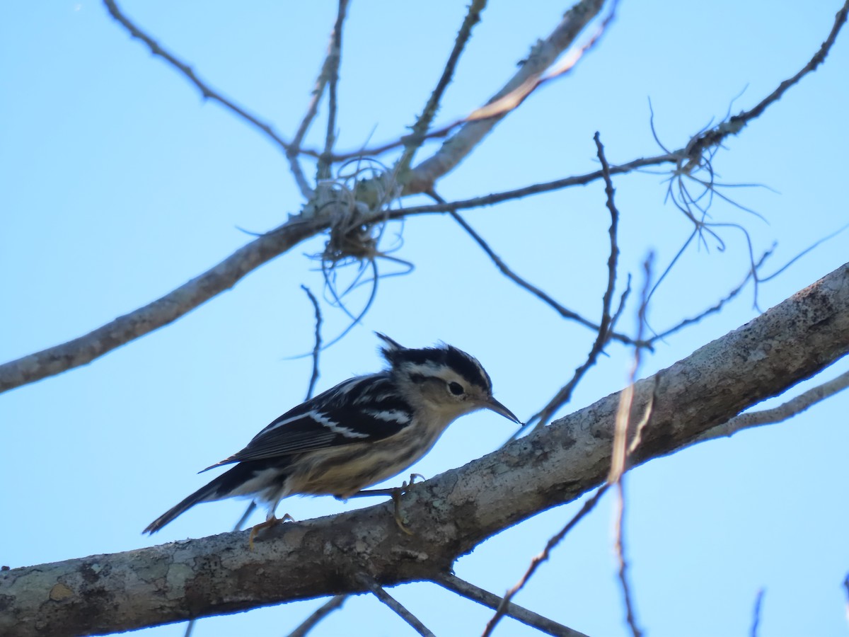 Black-and-white Warbler - Anonymous