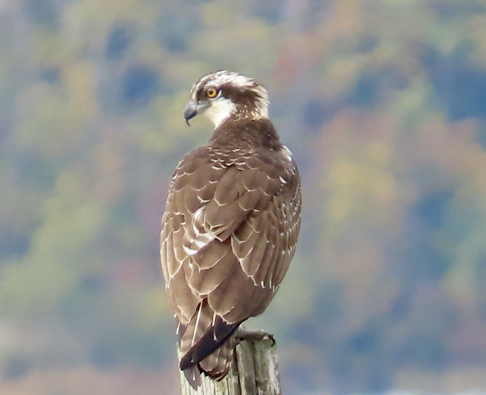 Águila Pescadora - ML610105675