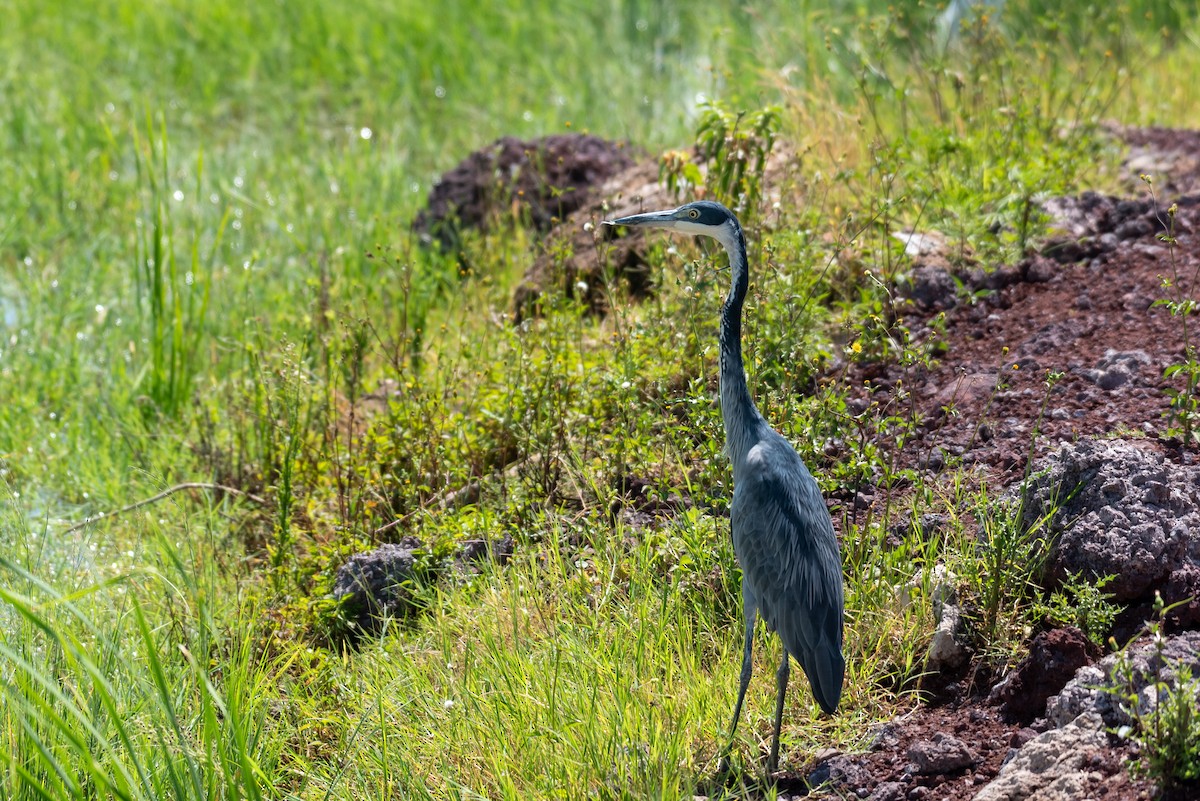 Black-headed Heron - ML610105700