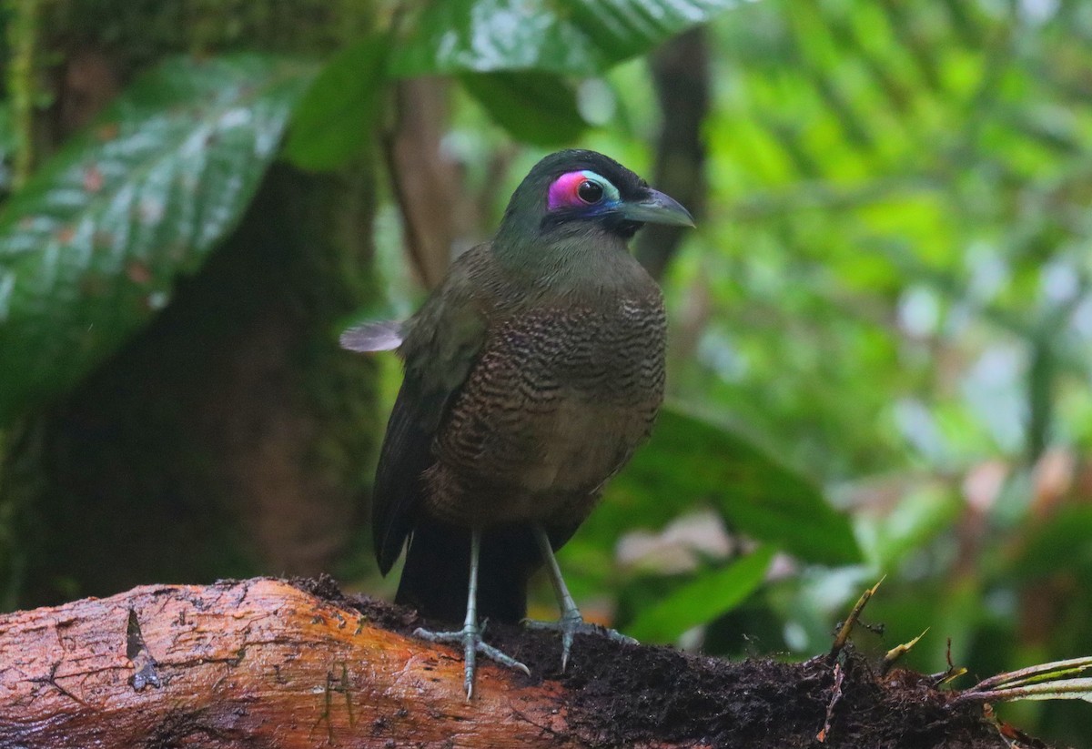 Cuco Terrestre de Sumatra - ML610105797