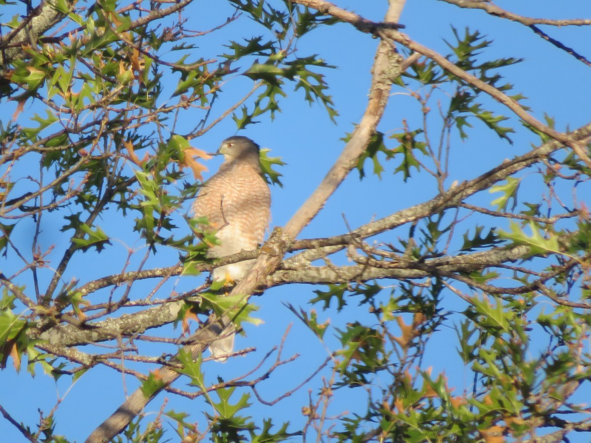 Cooper's Hawk - ML610105903