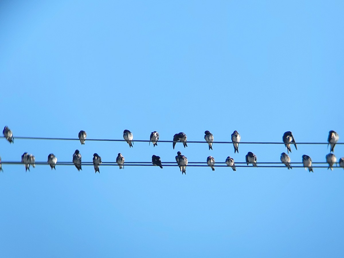 Gray-breasted Martin - David Cutuli