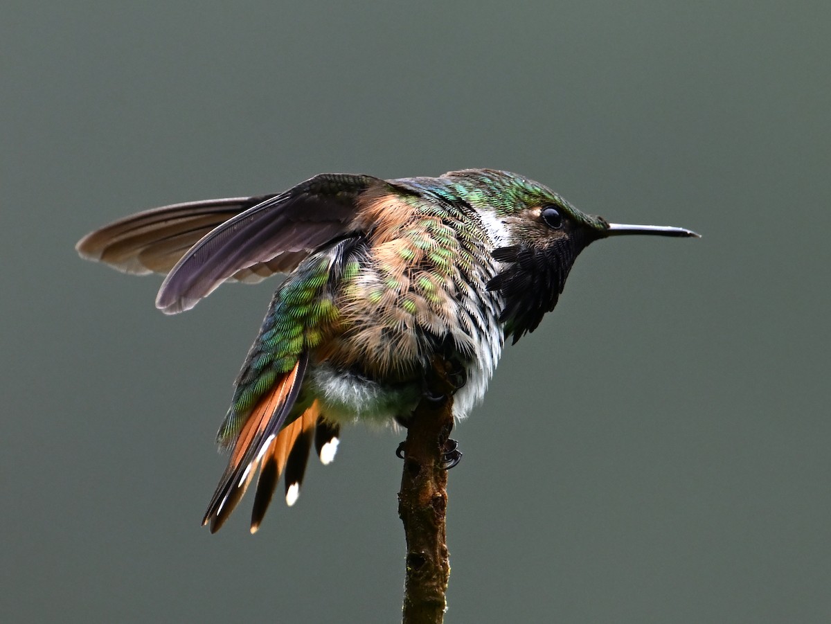 Wine-throated Hummingbird - ML610105974