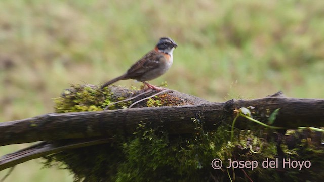 Rufous-collared Sparrow (Rufous-collared) - ML610106006