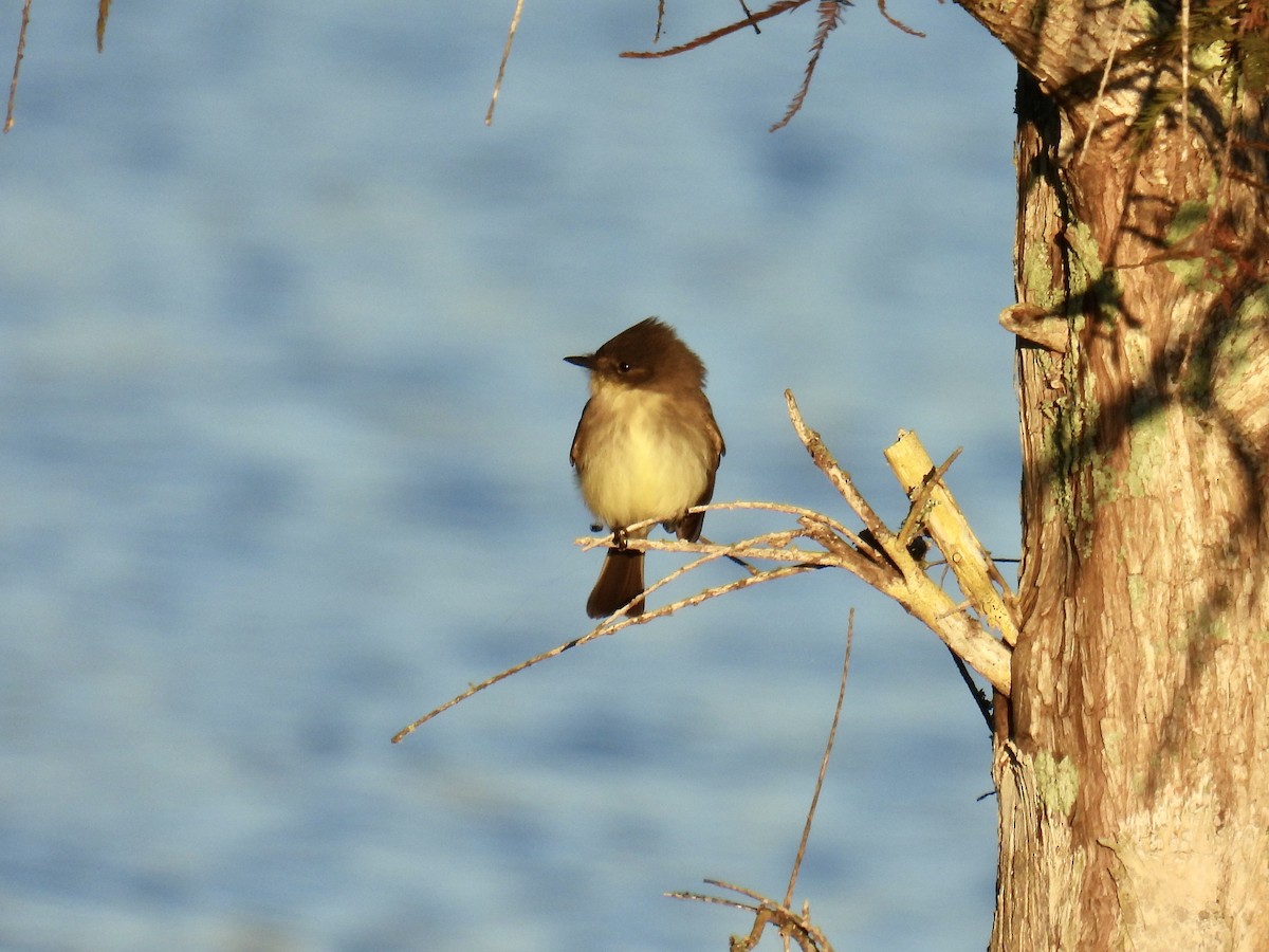 Eastern Phoebe - ML610106057