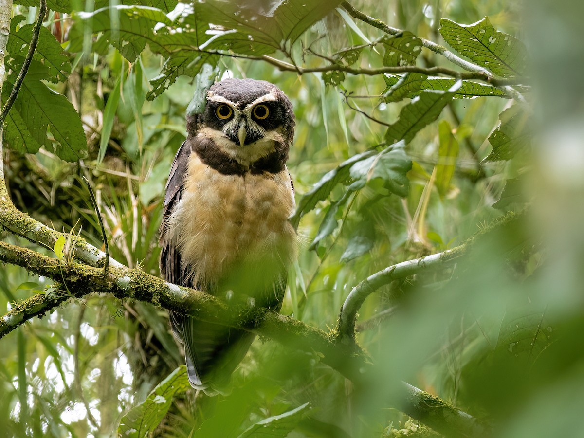 Spectacled Owl - ML610106078