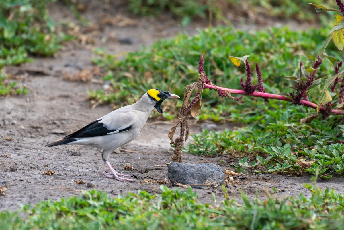 Wattled Starling - ML610106128