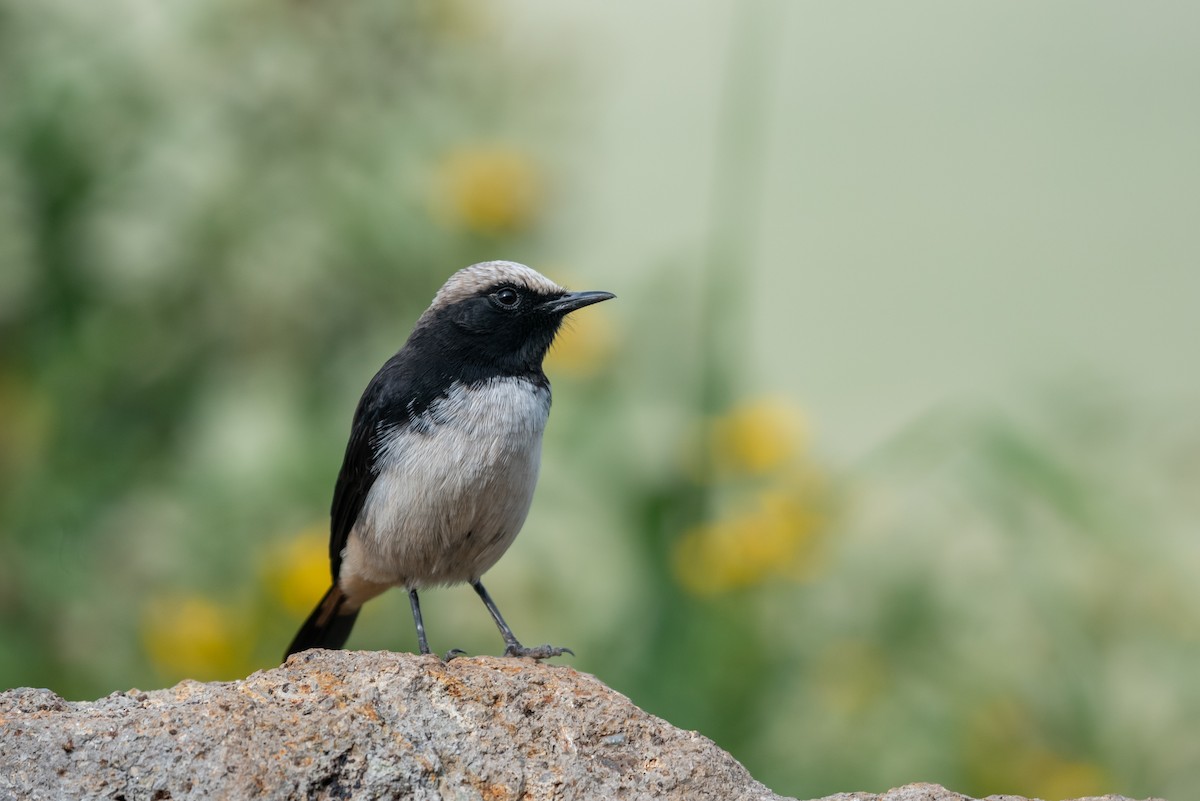 Abyssinian Wheatear - ML610106137