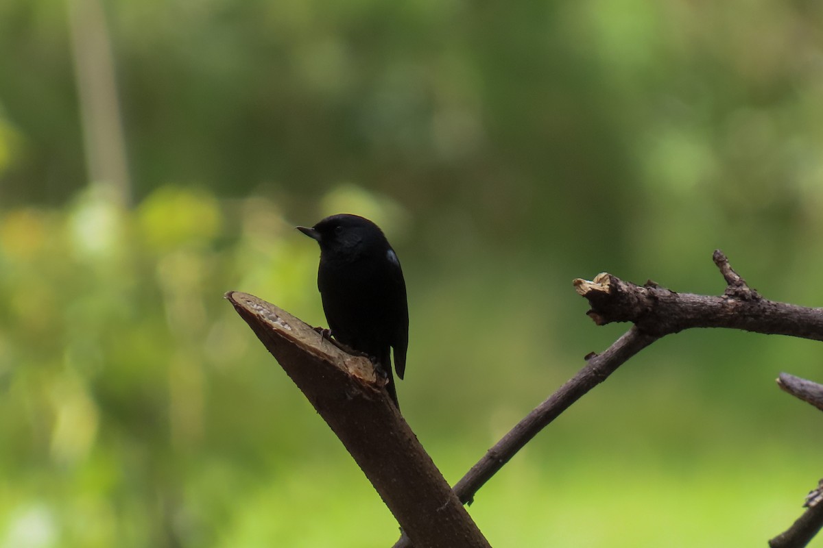 Black Flowerpiercer - Raúl Castillo Albadan