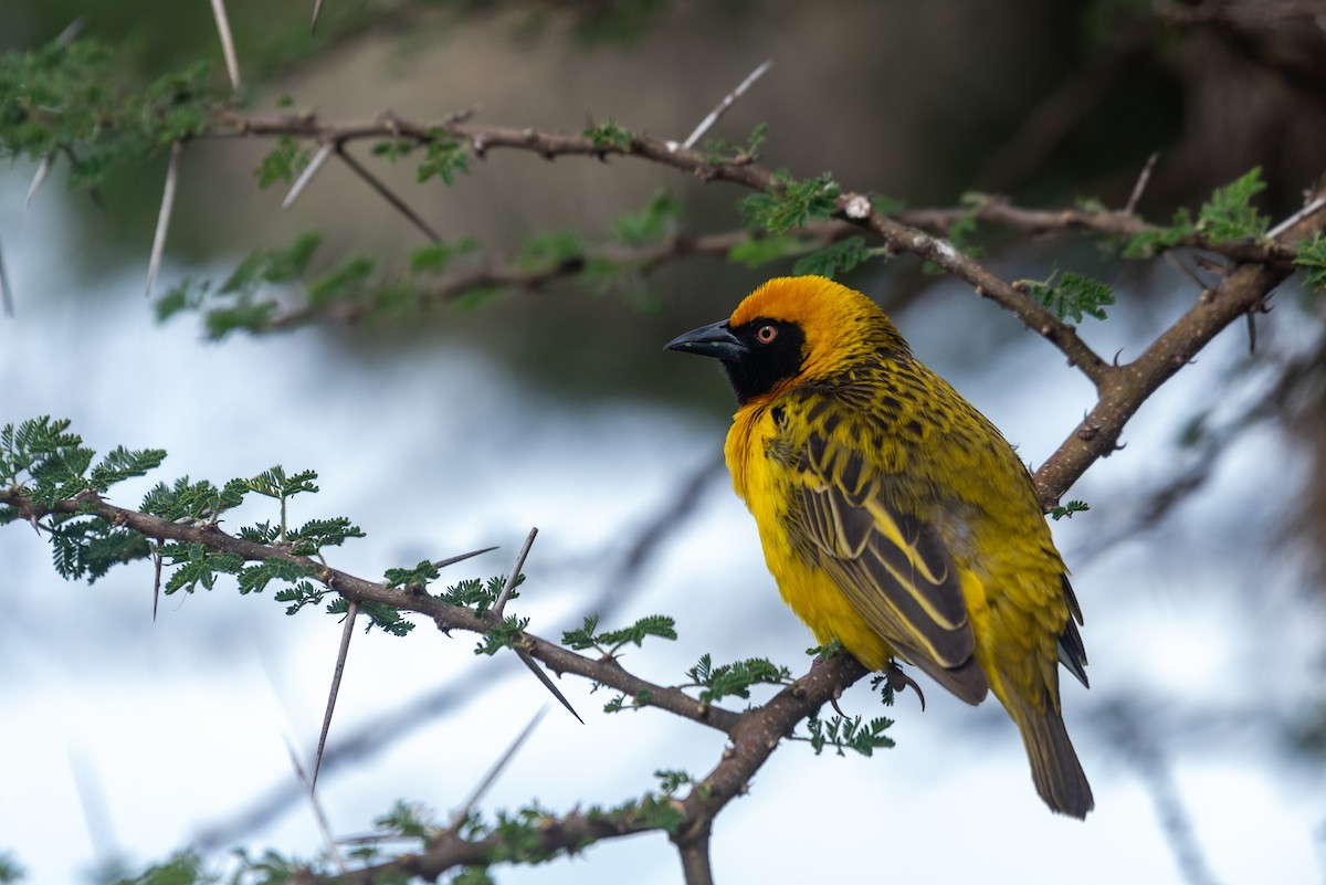 Speke's Weaver - ML610106146