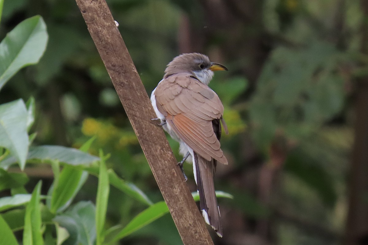 Yellow-billed Cuckoo - Raúl Castillo Albadan