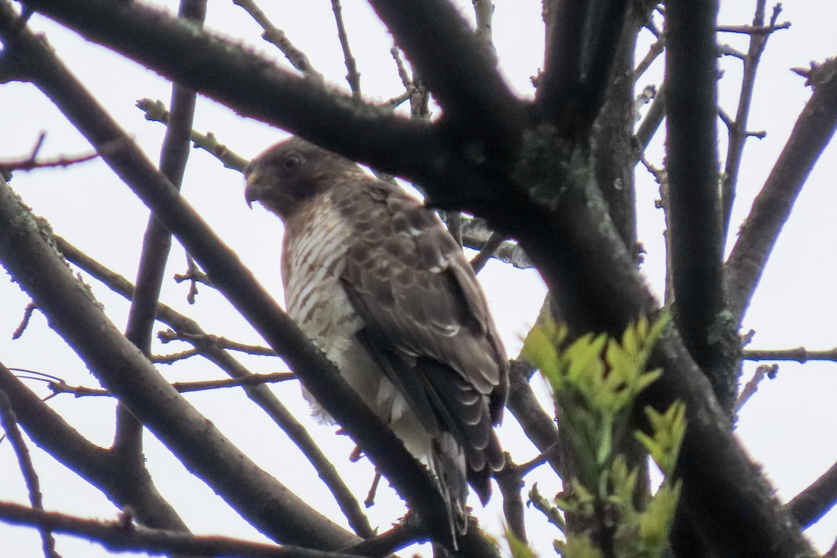 Broad-winged Hawk - Raúl Castillo Albadan