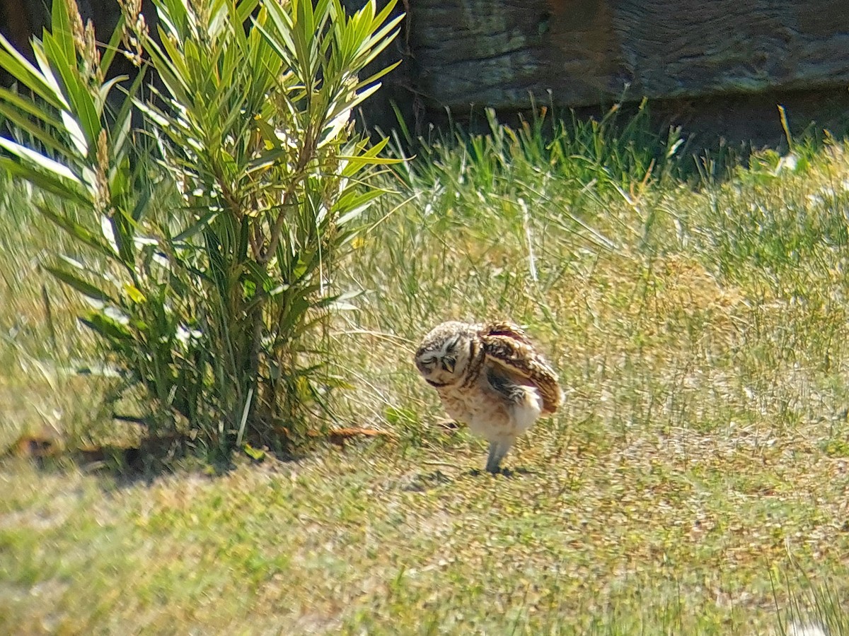 Burrowing Owl - David Cutuli