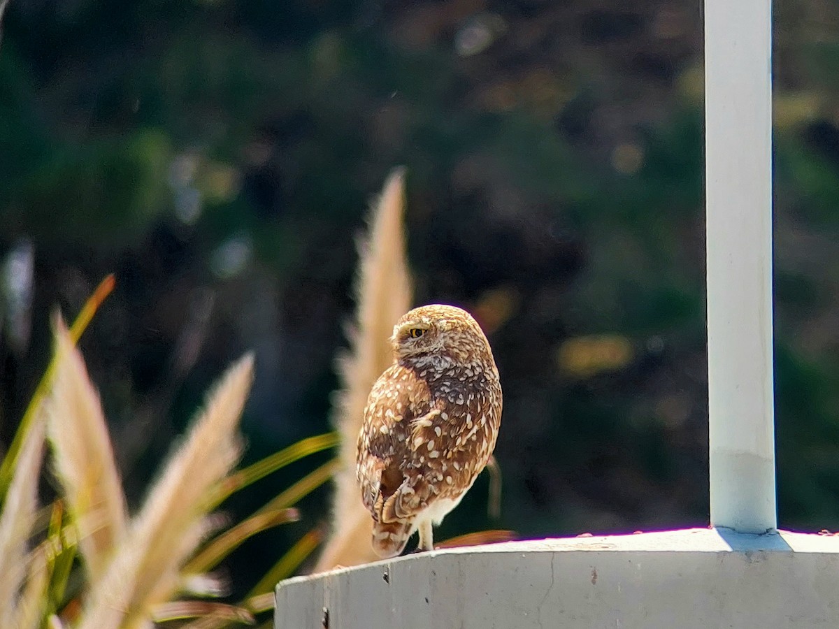 Burrowing Owl - David Cutuli