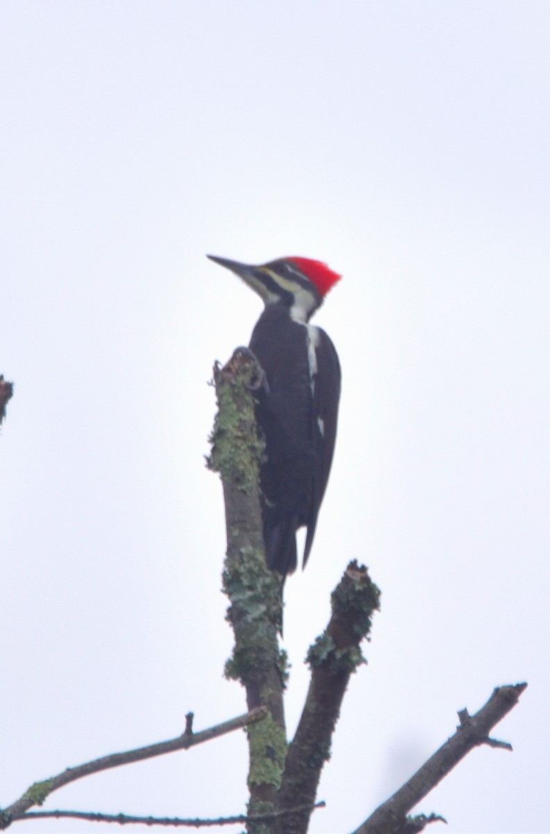 Pileated Woodpecker - ML610106549