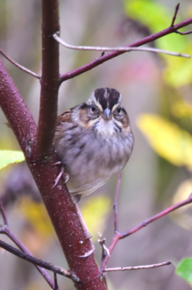 Swamp Sparrow - ML610106572