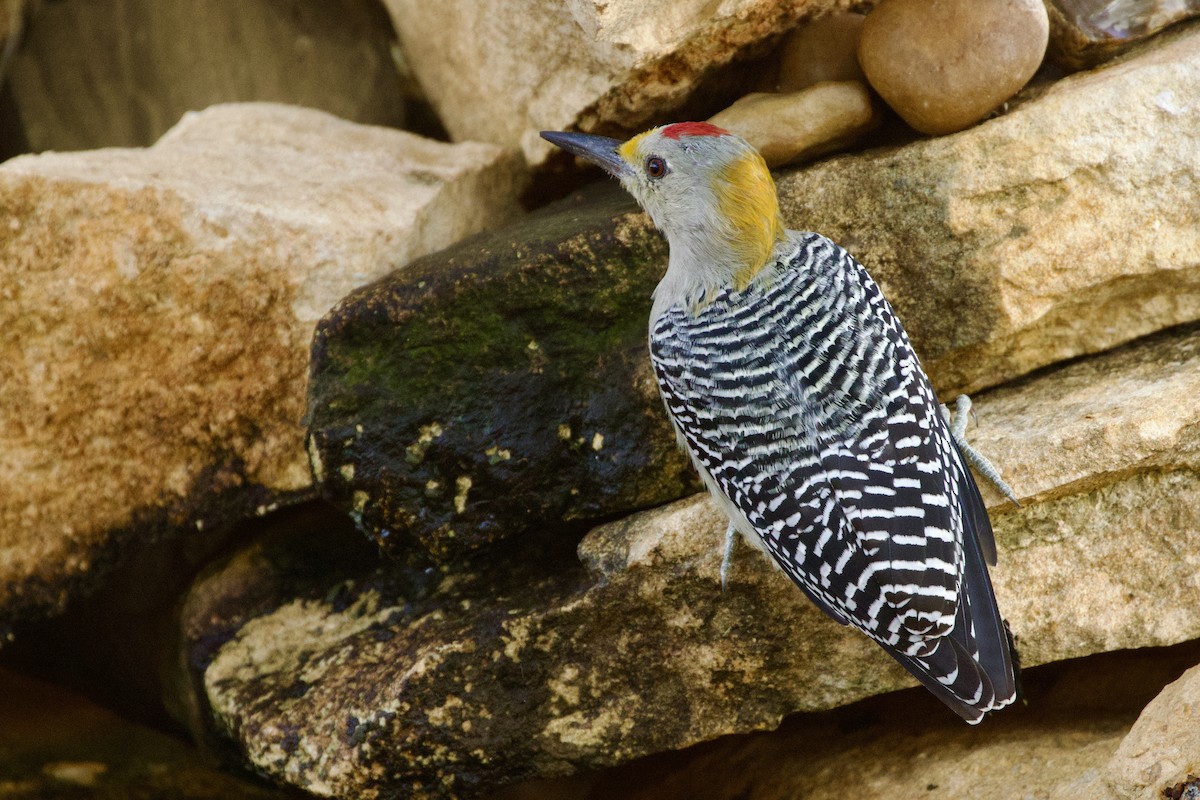 Golden-fronted Woodpecker - ML610106581