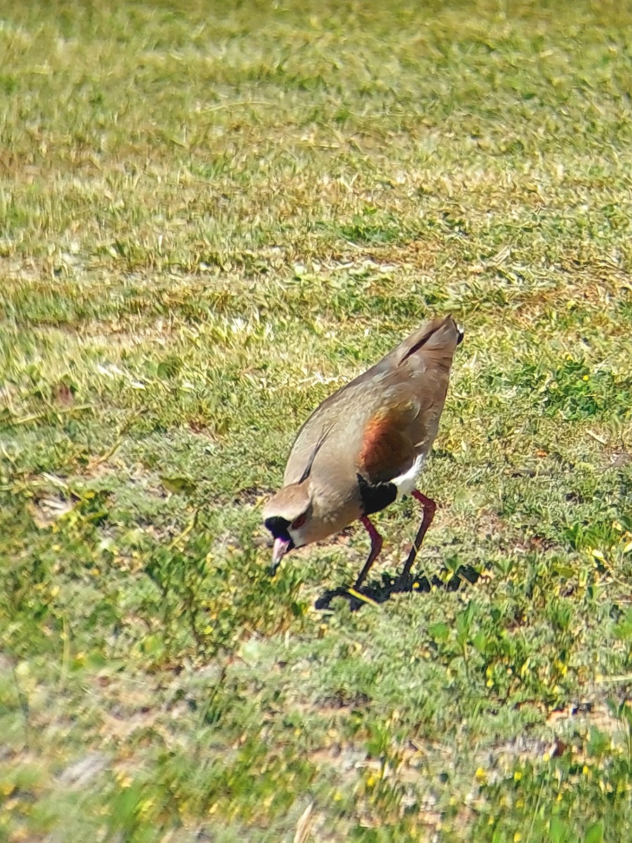 Southern Lapwing - David Cutuli