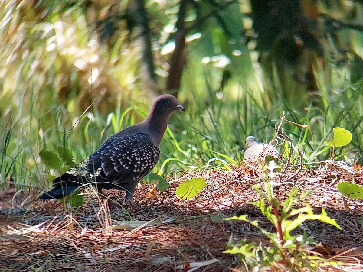 Spot-winged Pigeon - ML610106682