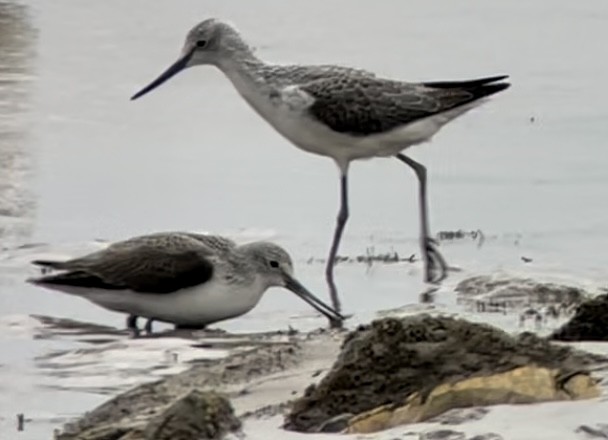 Common Greenshank - ML610106868