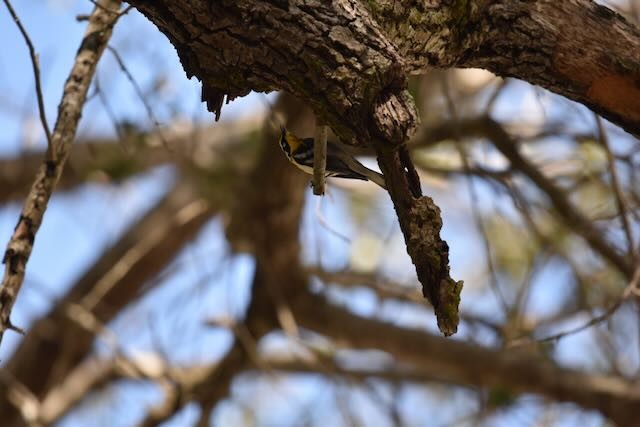 Yellow-throated Warbler - Shirley Bobier