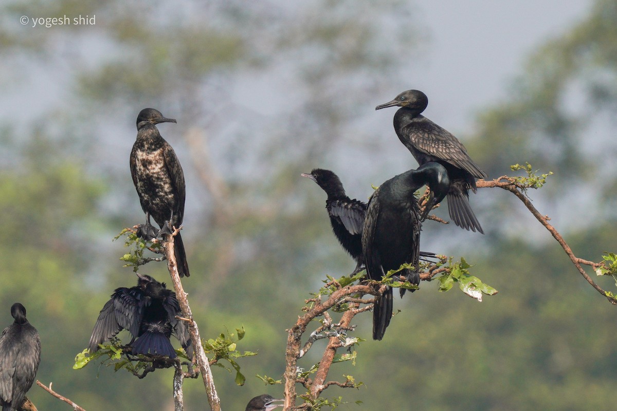 Indian Cormorant - Yogesh Shid
