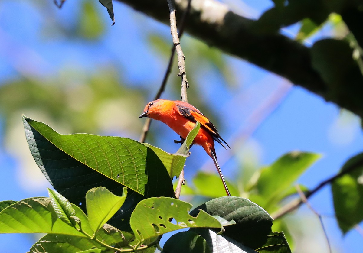 Minivet vermillon - ML610107068