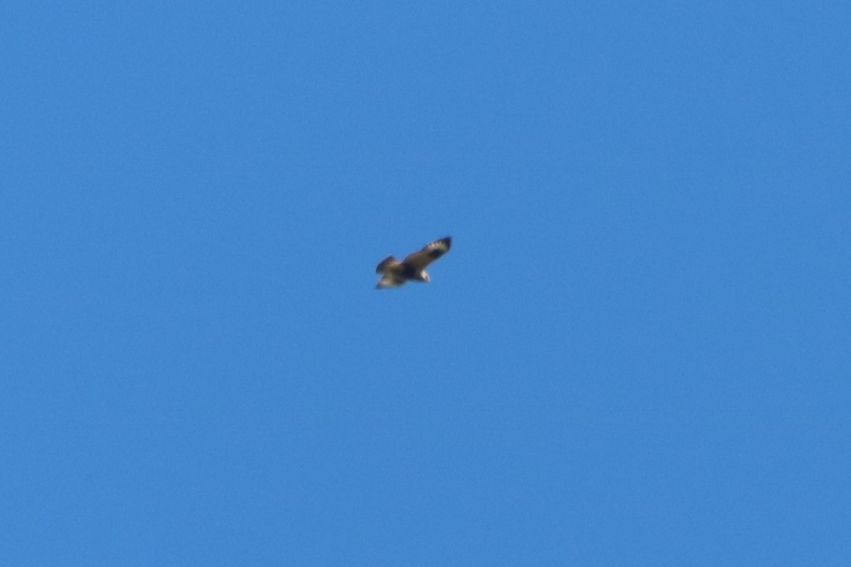 Rough-legged Hawk - Steve Myers