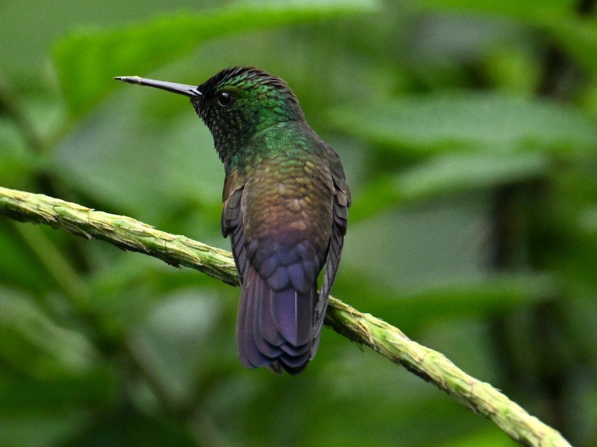 Blue-tailed Hummingbird - ML610107358