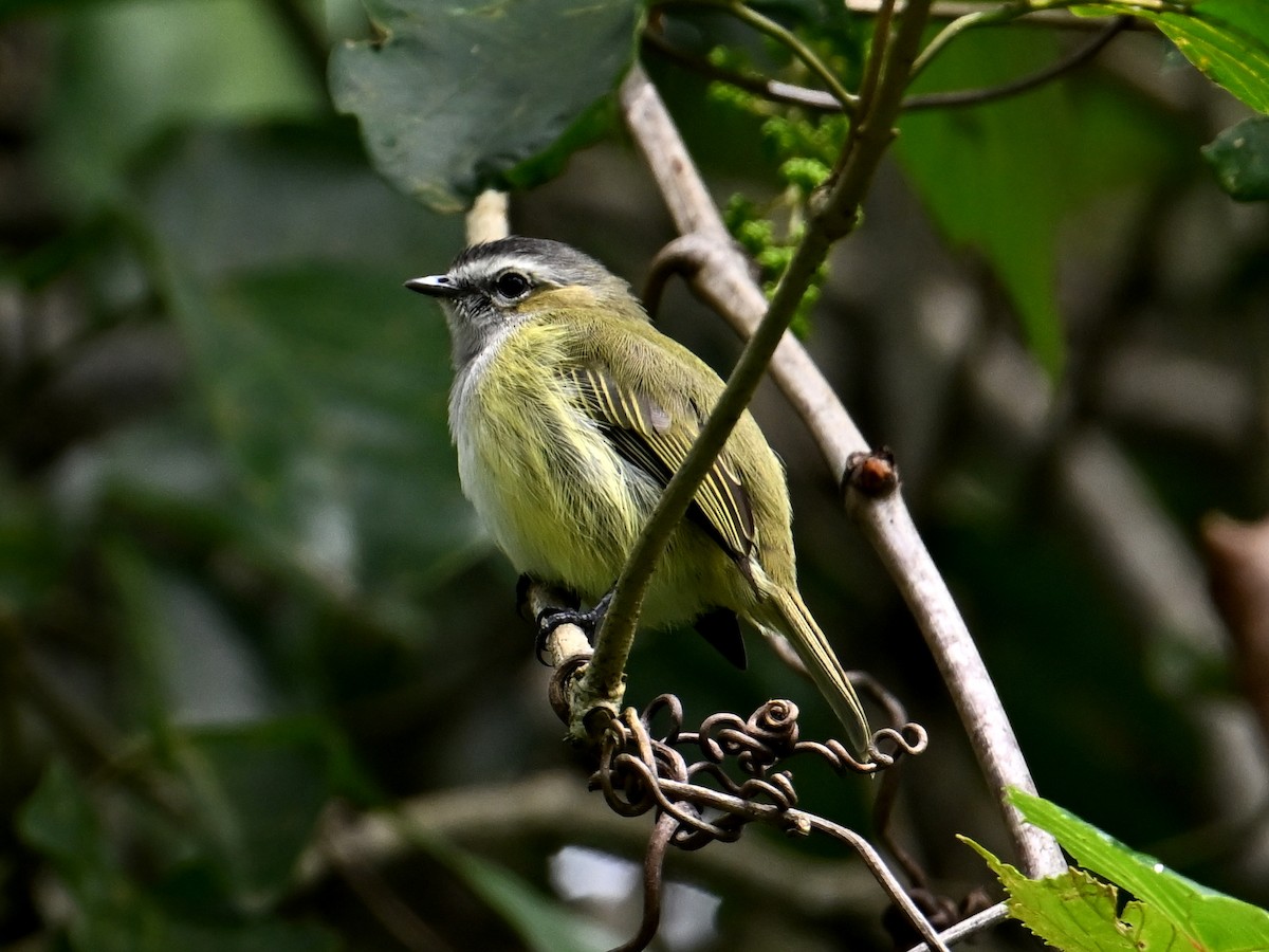 Guatemalan Tyrannulet - ML610107401