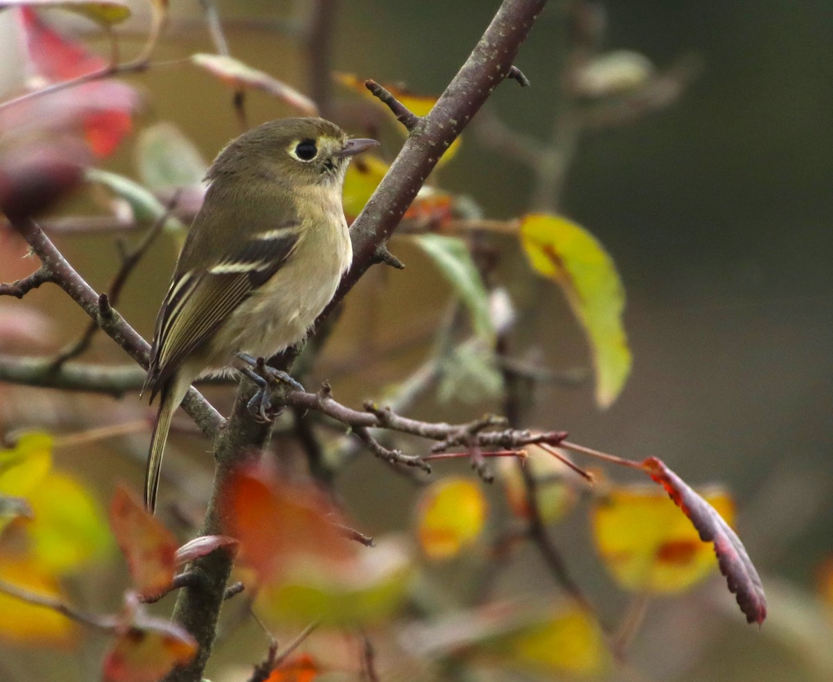 Hutton's Vireo - Dianne Murray