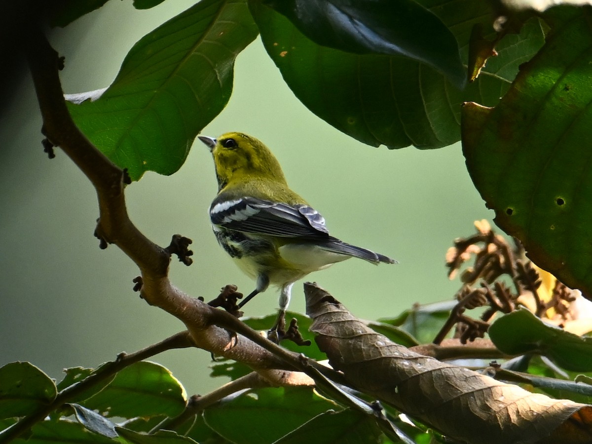 Black-throated Green Warbler - ML610107450