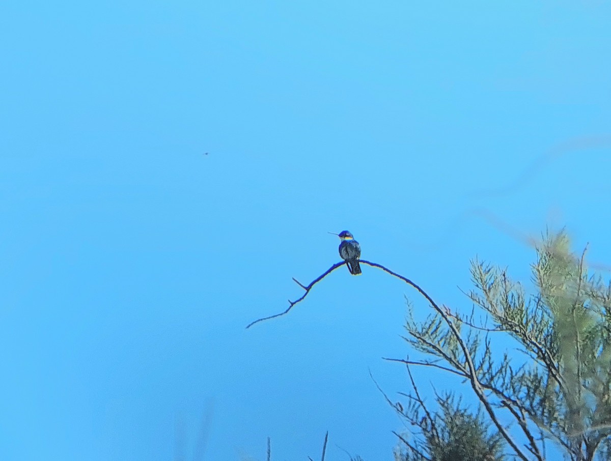 White-throated Hummingbird - David Cutuli