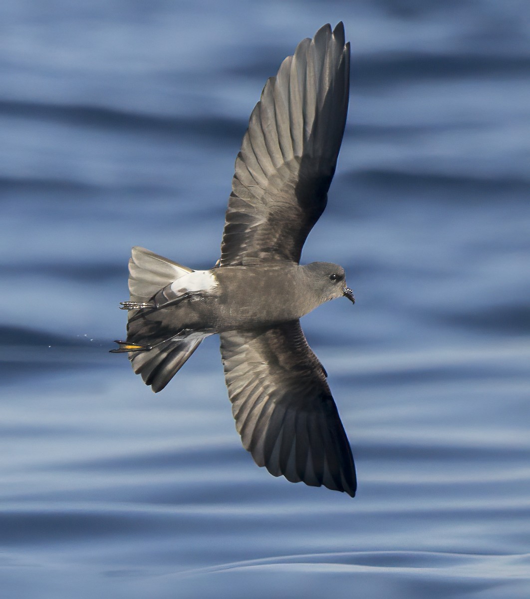 Wilson's Storm-Petrel - Francisco Pires