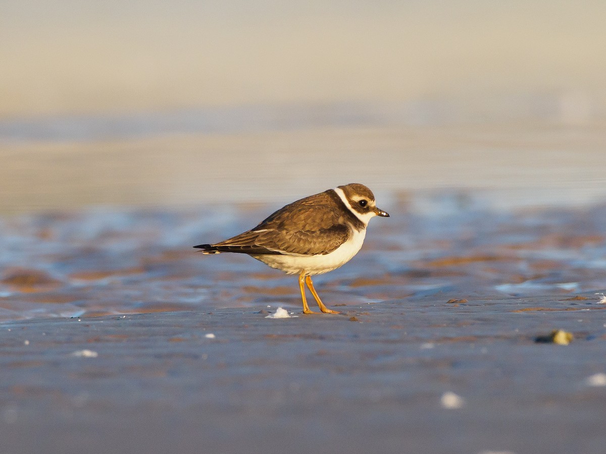Common Ringed Plover - Olaf Solbrig
