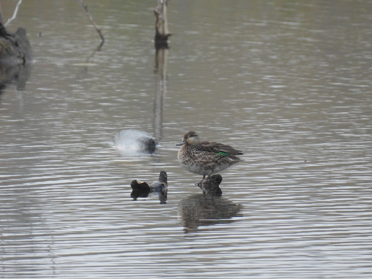 Green-winged Teal - ML610107558